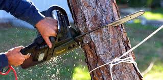 How Our Tree Care Process Works  in Holtville, CA